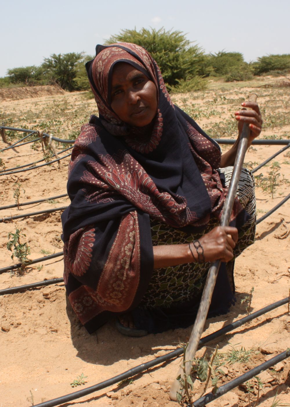 Drip irrigation systems help farmers like Sureer grow crops even during periods of drought. Sulekha Muhumed Nuh/ActionAid